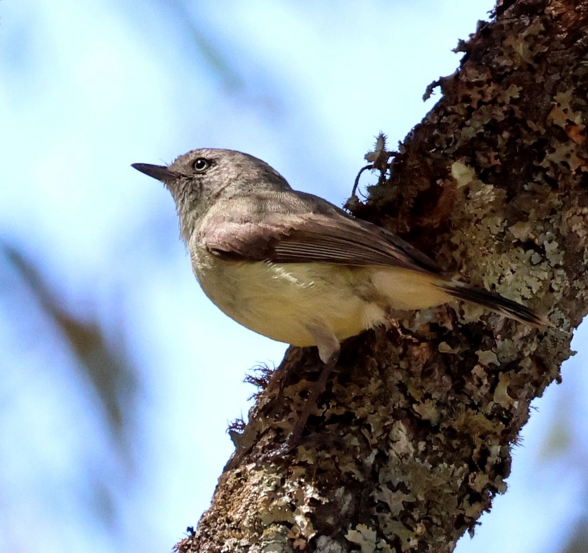 Buff-rumped Thornbill - ML643611325