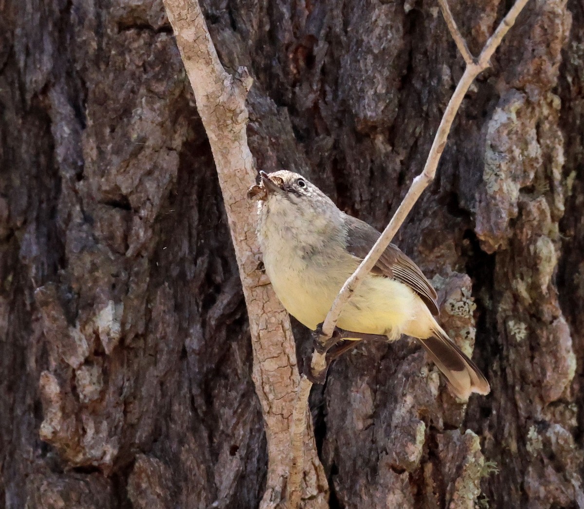 Buff-rumped Thornbill - ML643611330