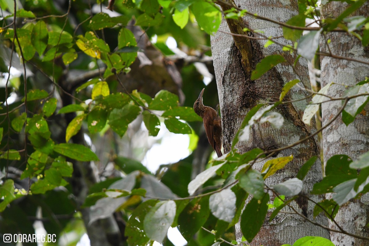 Black-banded Woodcreeper - ML643611338