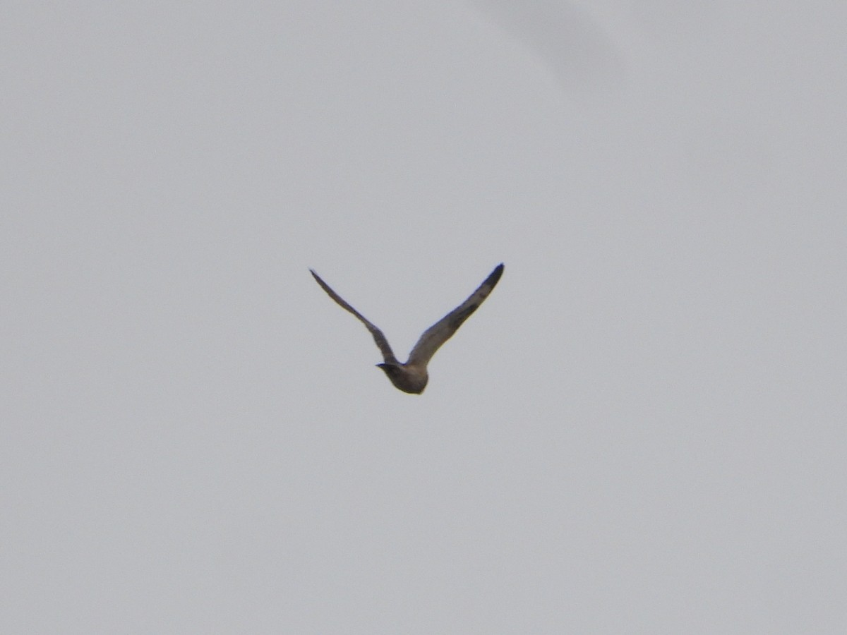 Long-eared Owl - ML643611342