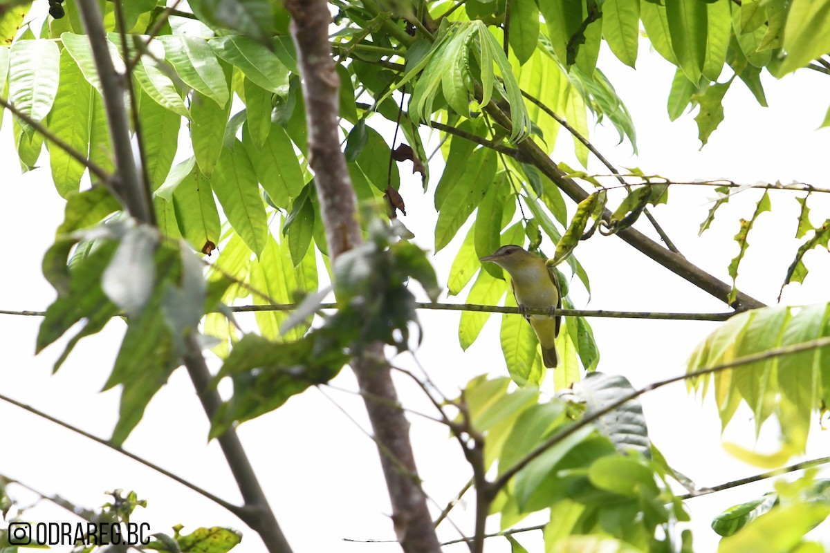 Yellow-green Vireo - ML643611368