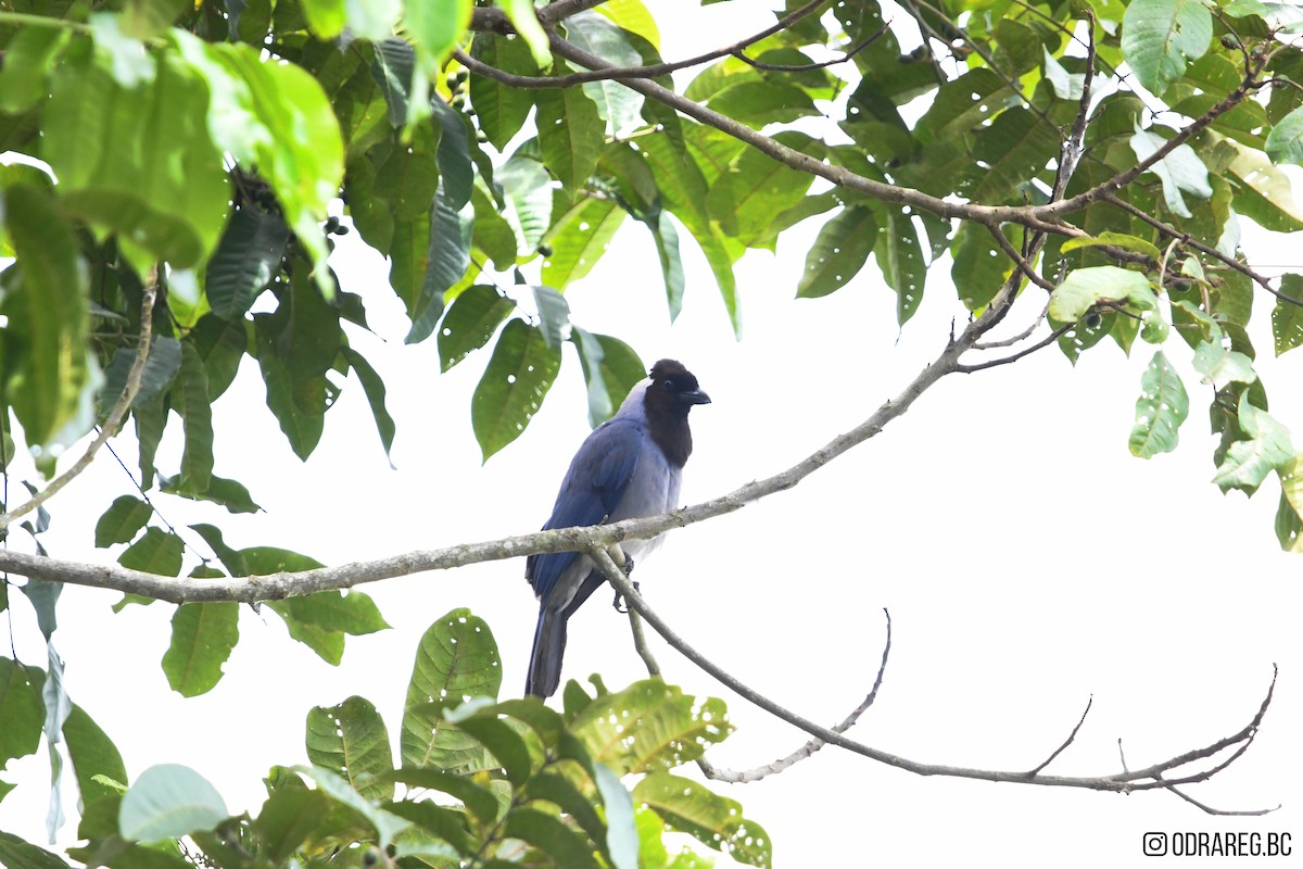 Violaceous Jay - ML643611374