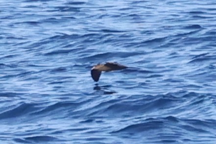 shearwater sp. - ML643611378