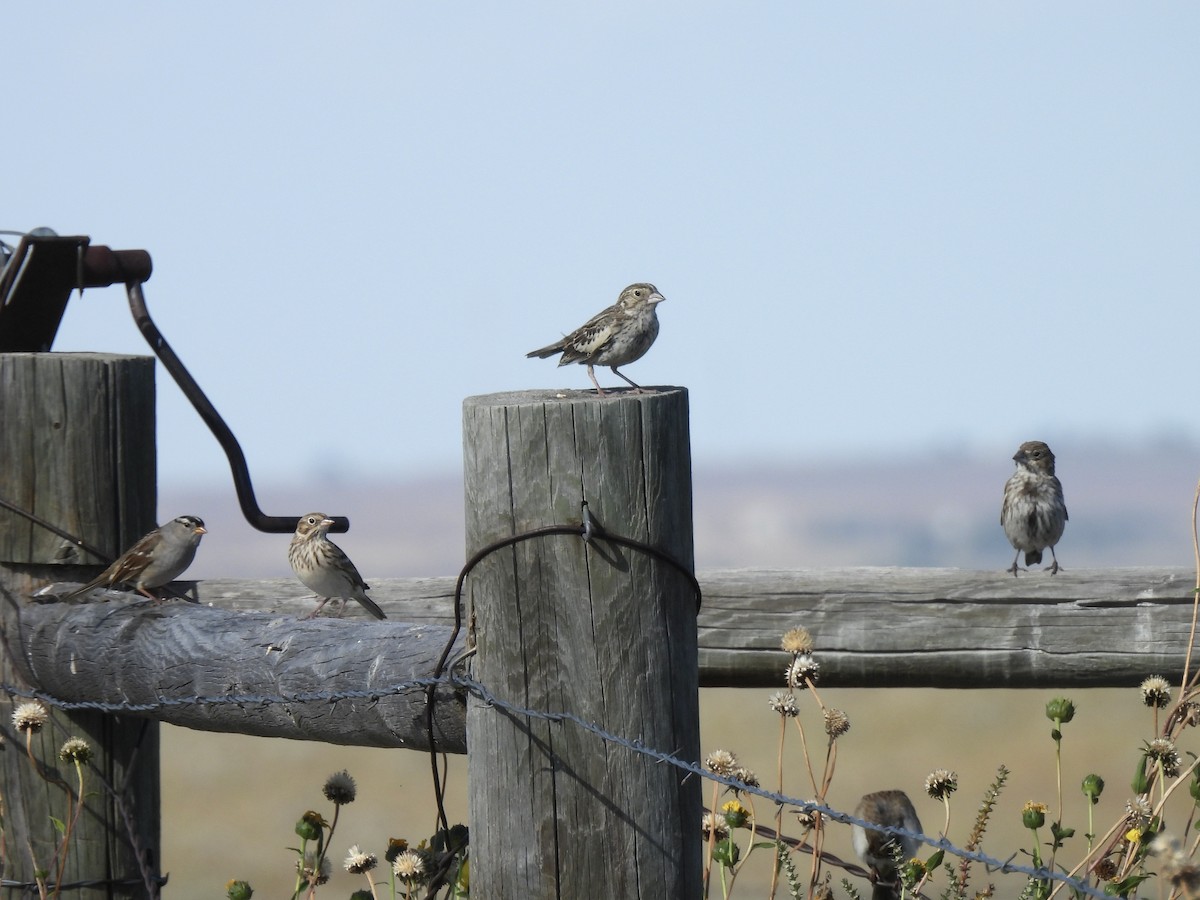 Lark Bunting - ML643611379