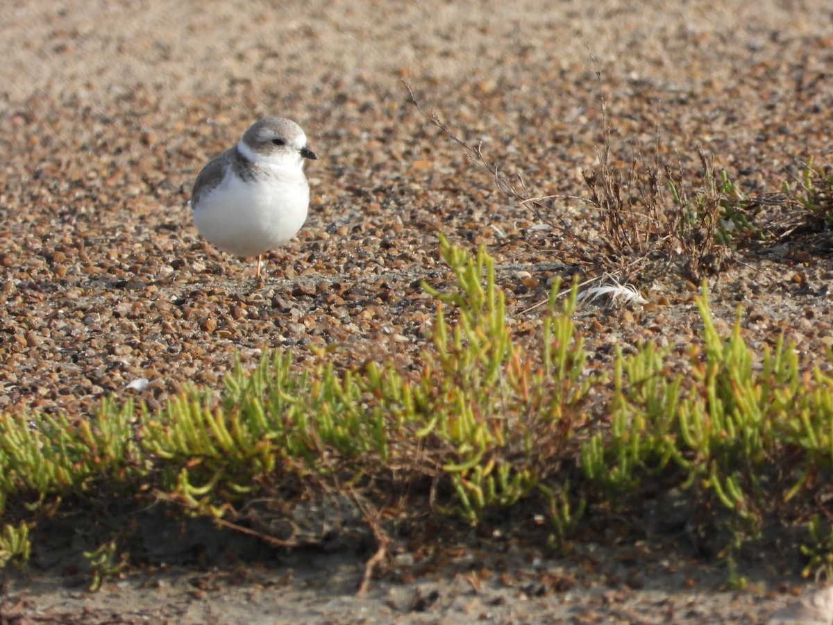 Piping Plover - ML643611389