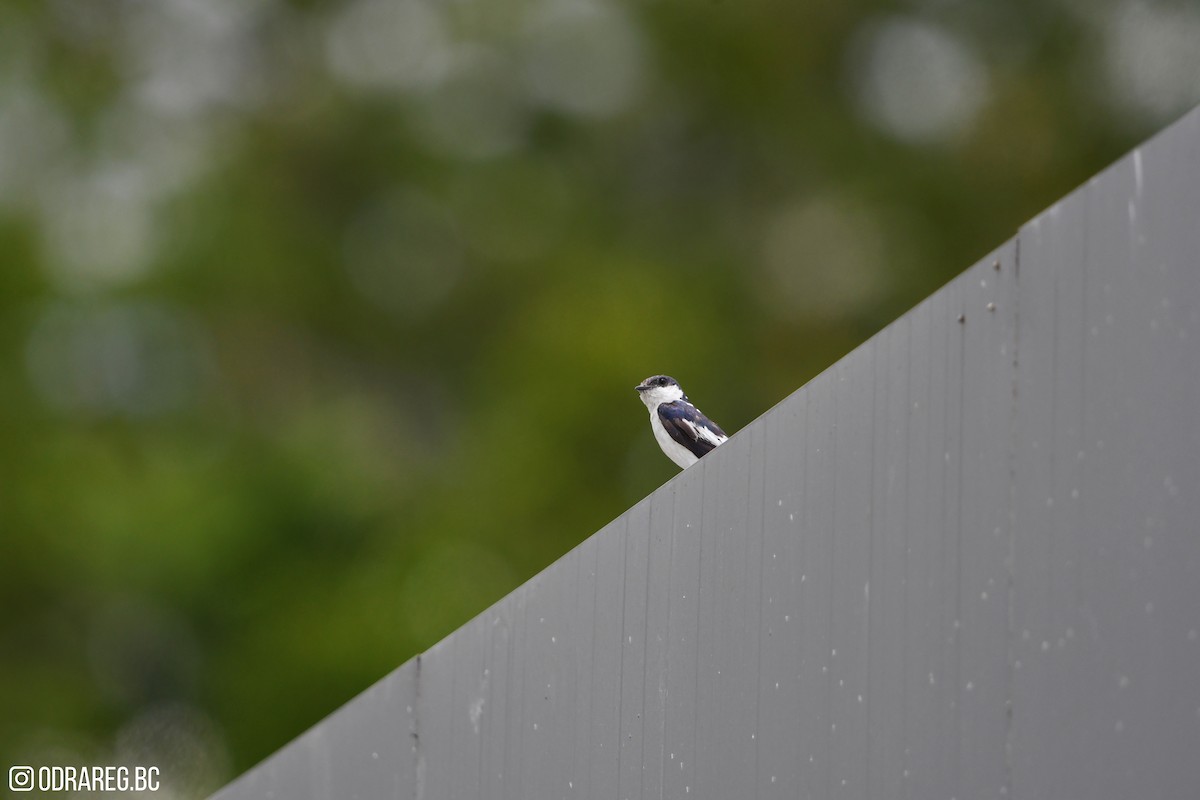 White-winged Swallow - ML643611391