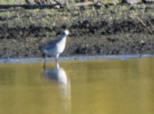 Black-bellied Plover - ML643611396