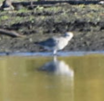 Black-bellied Plover - ML643611397