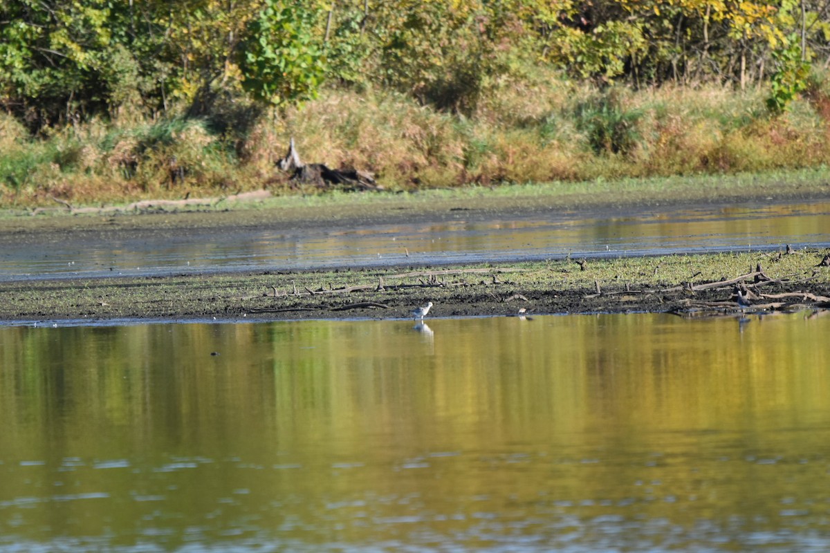 Black-bellied Plover - ML643611398