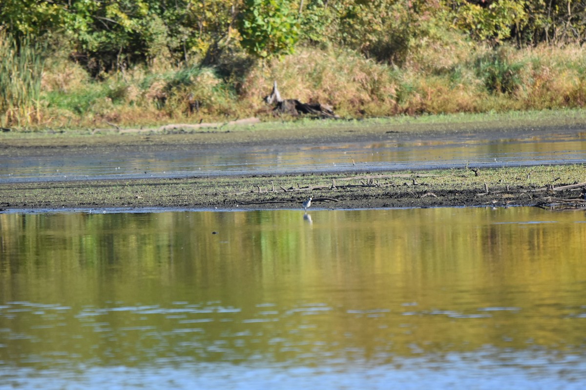 Black-bellied Plover - ML643611399