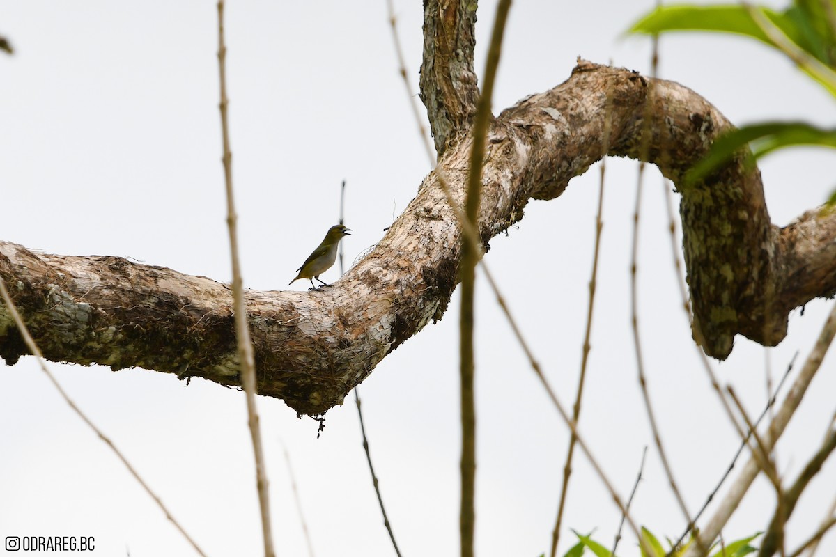 Golden-bellied Euphonia - ML643611412