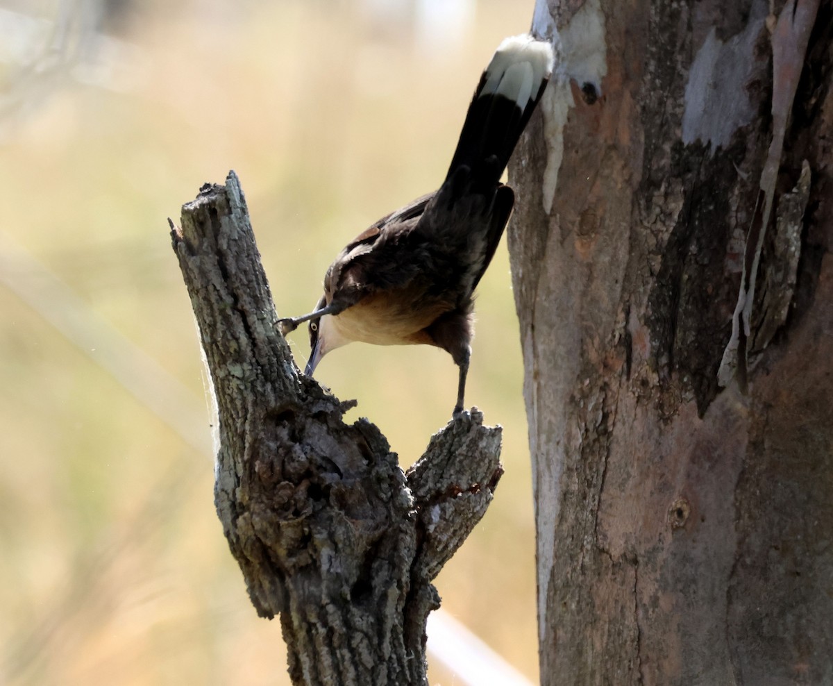 Gray-crowned Babbler - ML643611419