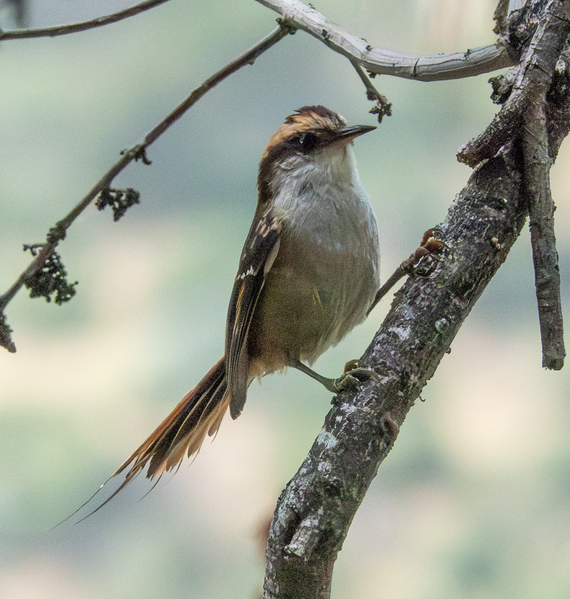 Thorn-tailed Rayadito - ML643611424
