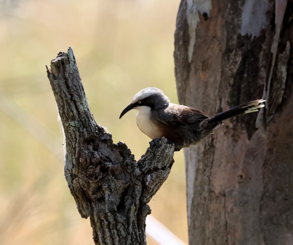 Gray-crowned Babbler - ML643611425
