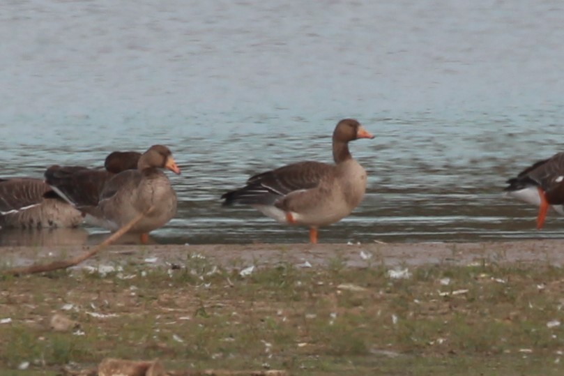 Greater White-fronted Goose - ML643611431