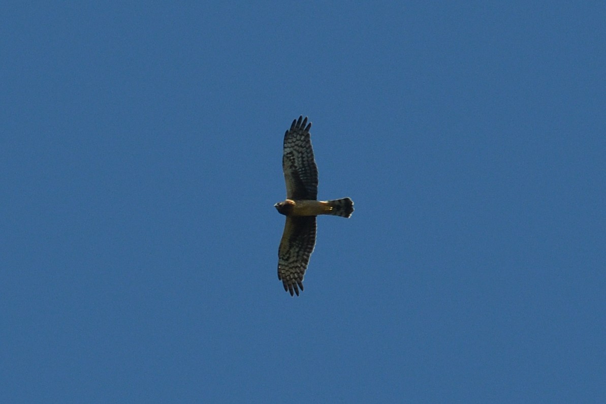 Northern Harrier - ML643611473