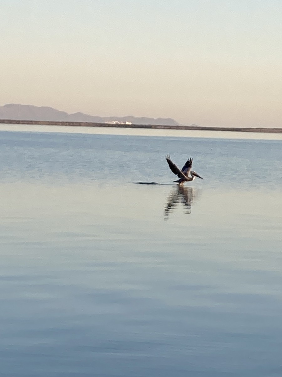 Brown Pelican - ML643611478