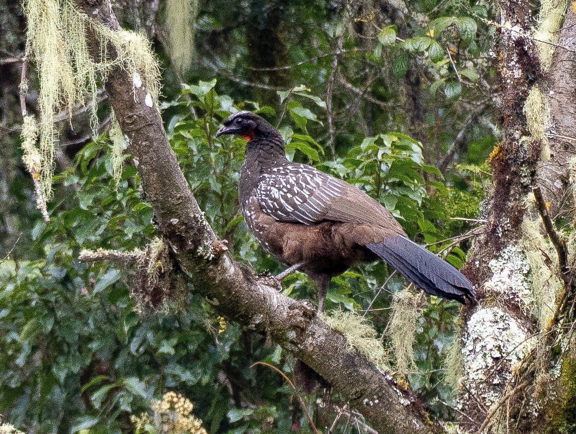 Yungas Guan - ML643611479