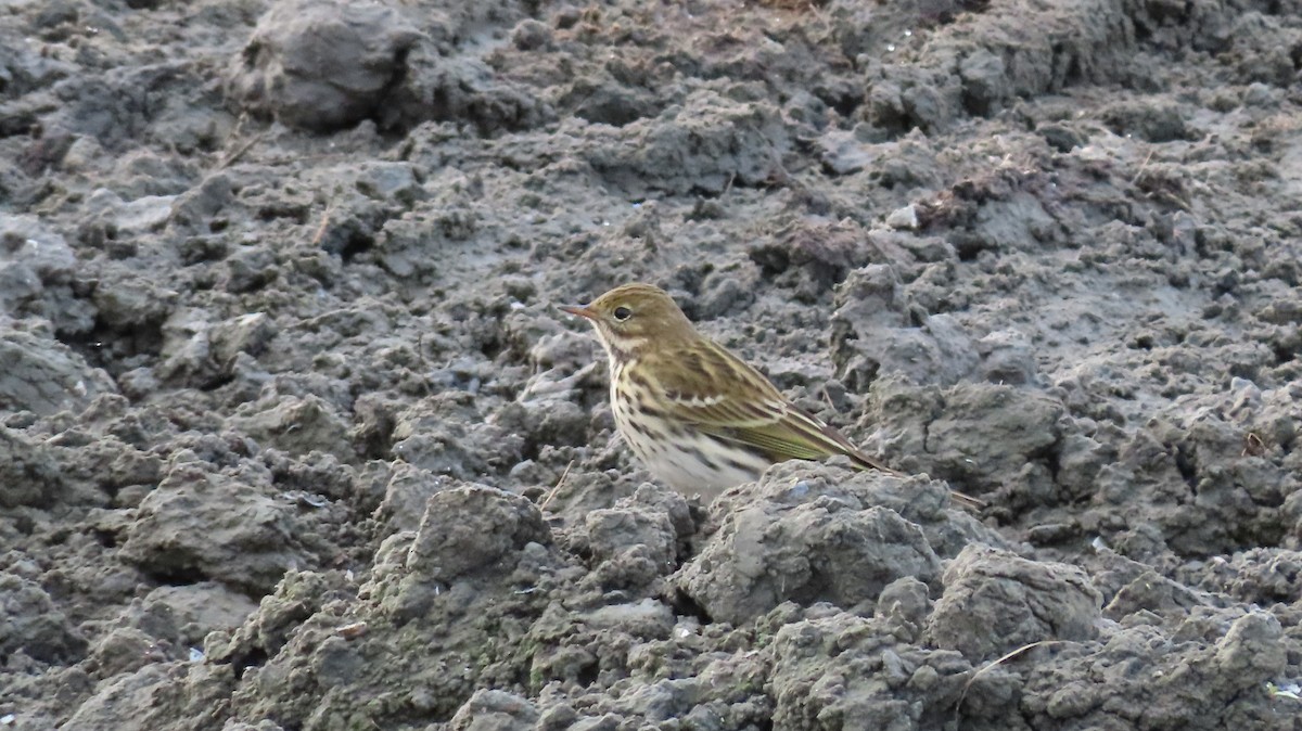 Meadow Pipit - ML643611483