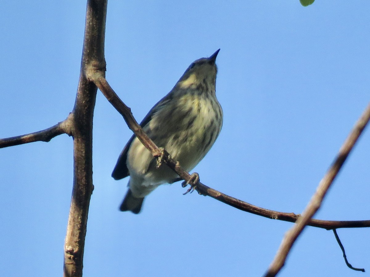 Cape May Warbler - ML643611486