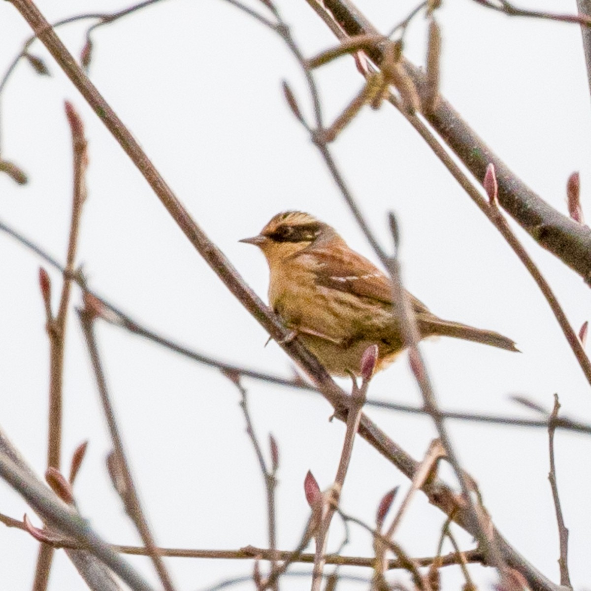 Сибирийн хайруулдай - ML643611489