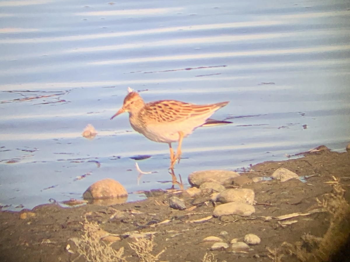 Орог элсэг - ML643611492