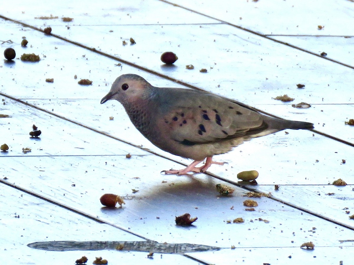 Common Ground Dove - ML643611519