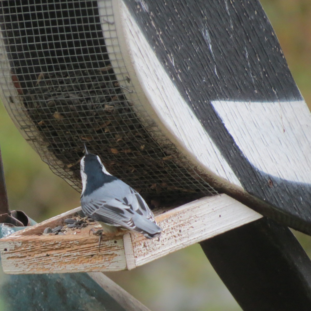White-breasted Nuthatch - ML643611536