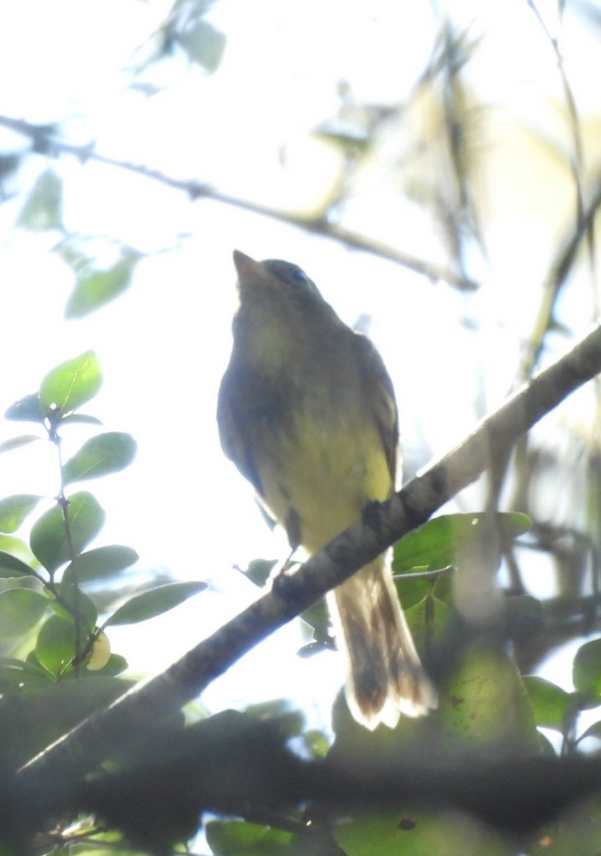 Yellow-bellied Flycatcher - ML643611537