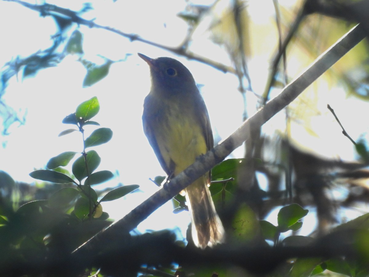 Yellow-bellied Flycatcher - ML643611538
