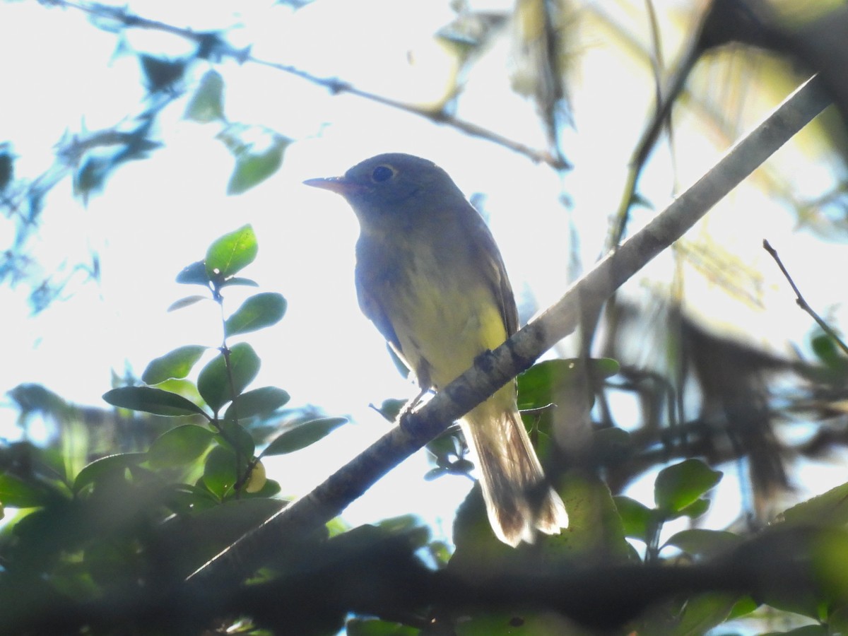 Yellow-bellied Flycatcher - ML643611539