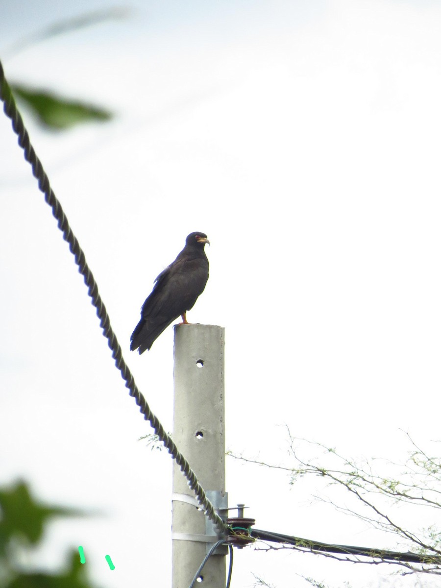 snegleglente - ML643611541