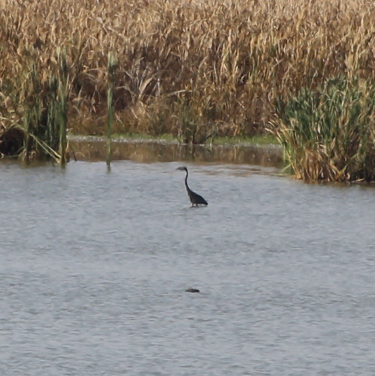Great Blue Heron - ML643611567