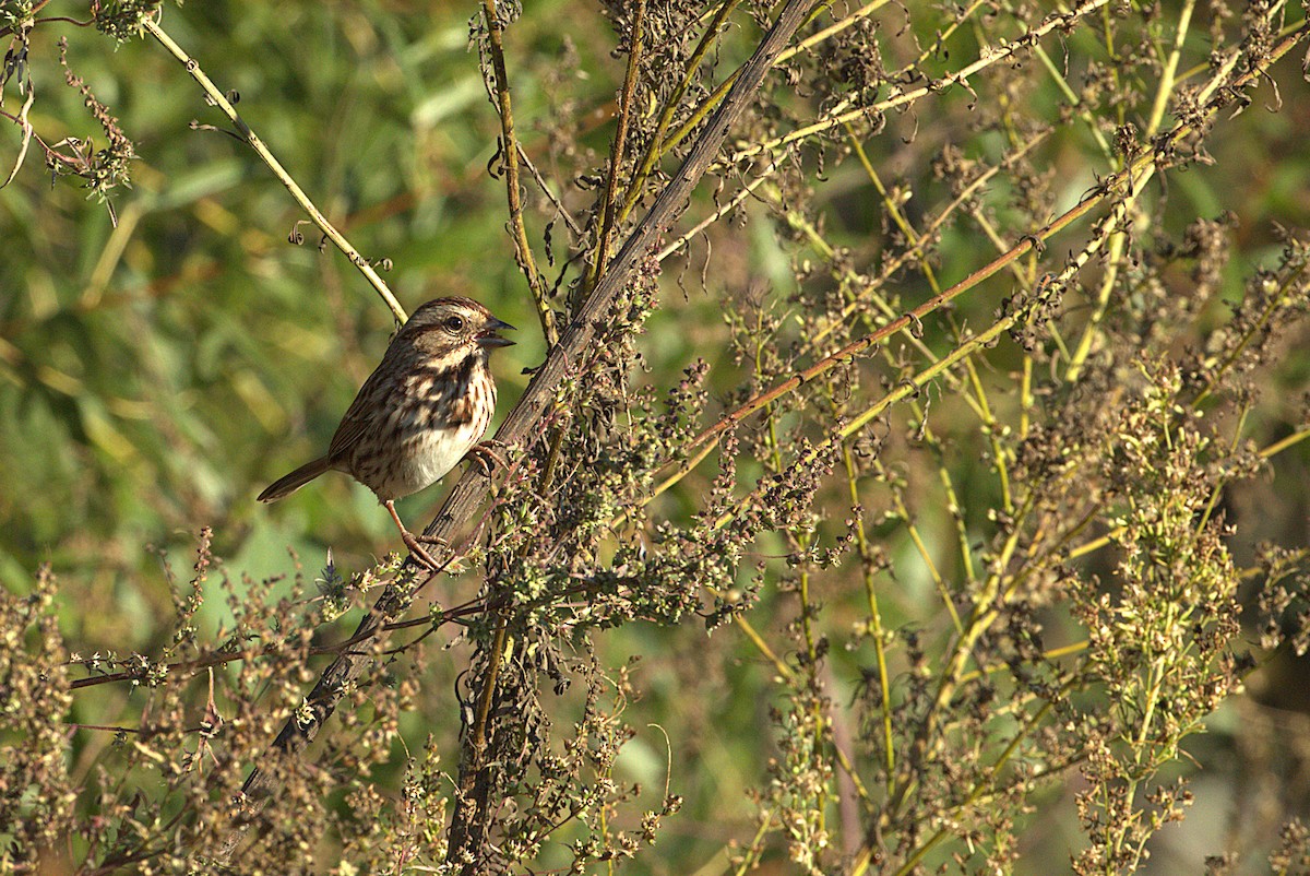 Song Sparrow - ML643611579