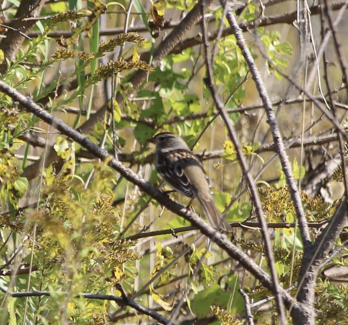 White-crowned Sparrow - ML643611589