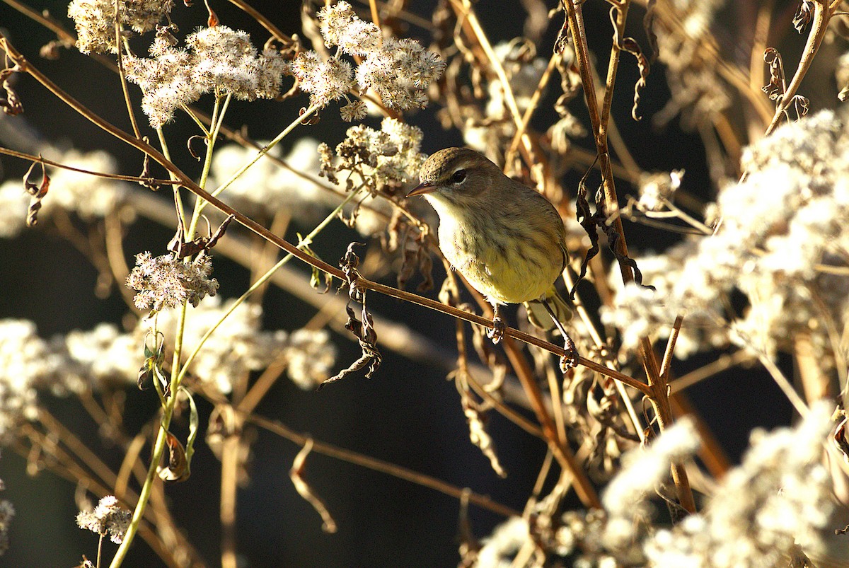 Palm Warbler - ML643611600