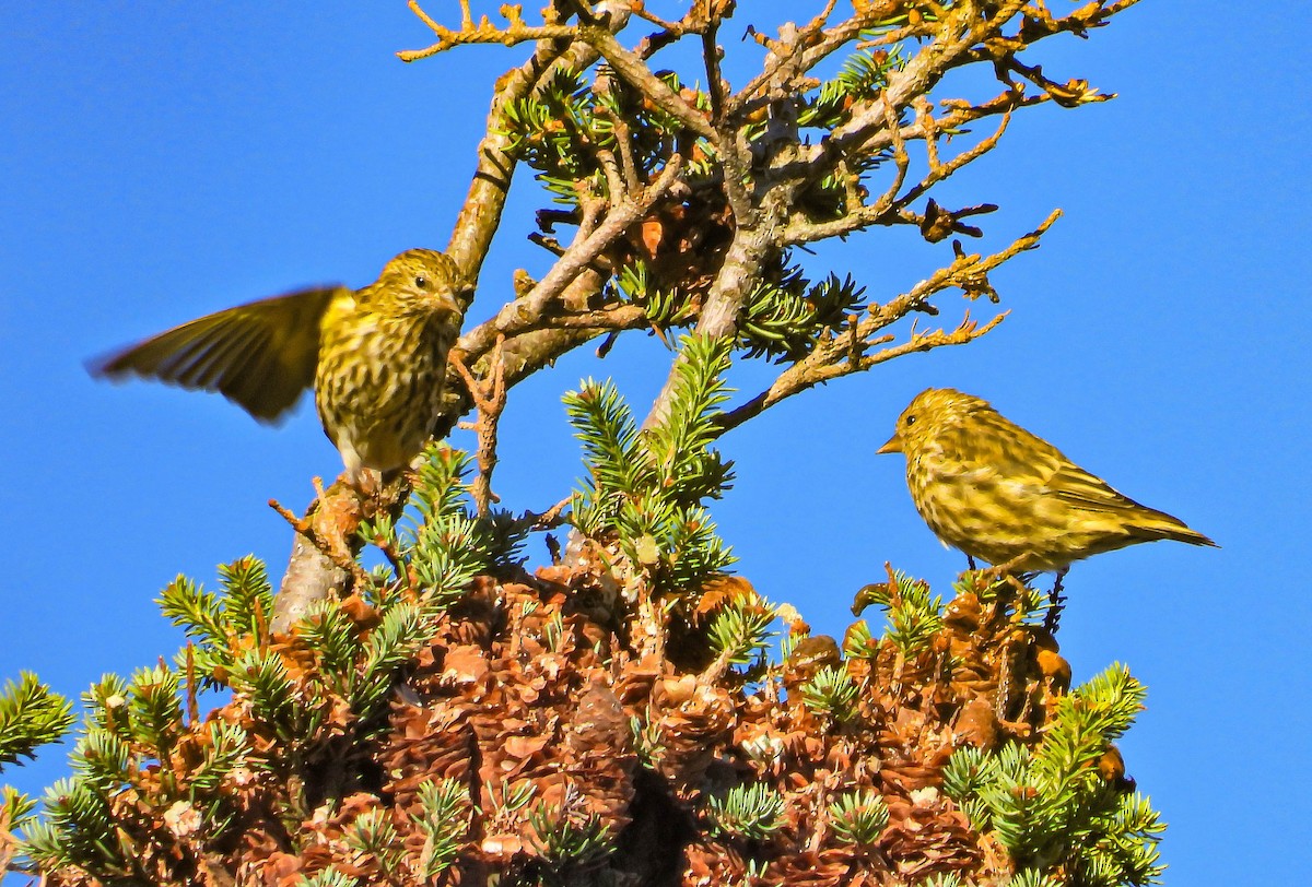 Pine Siskin - ML643611604