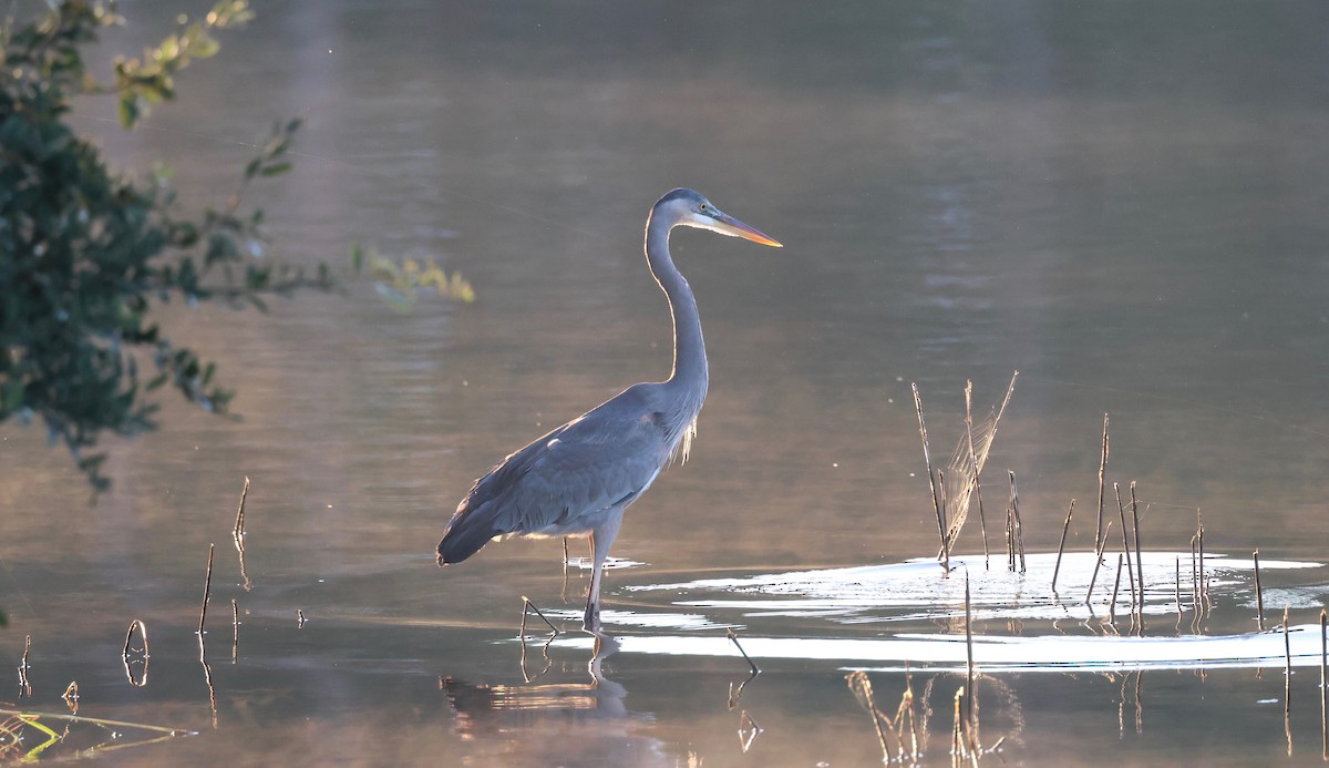 Great Blue Heron - ML643611605