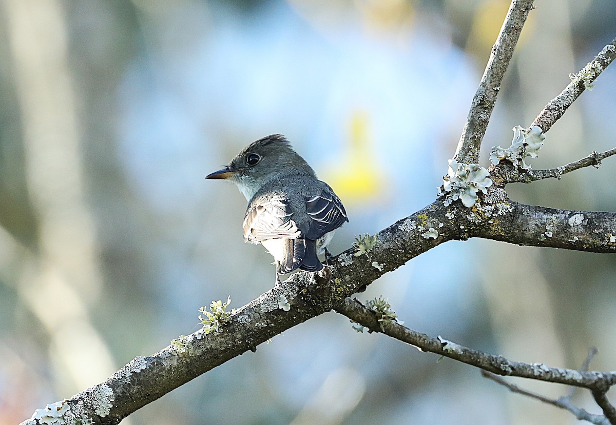 Eastern Wood-Pewee - ML643611609