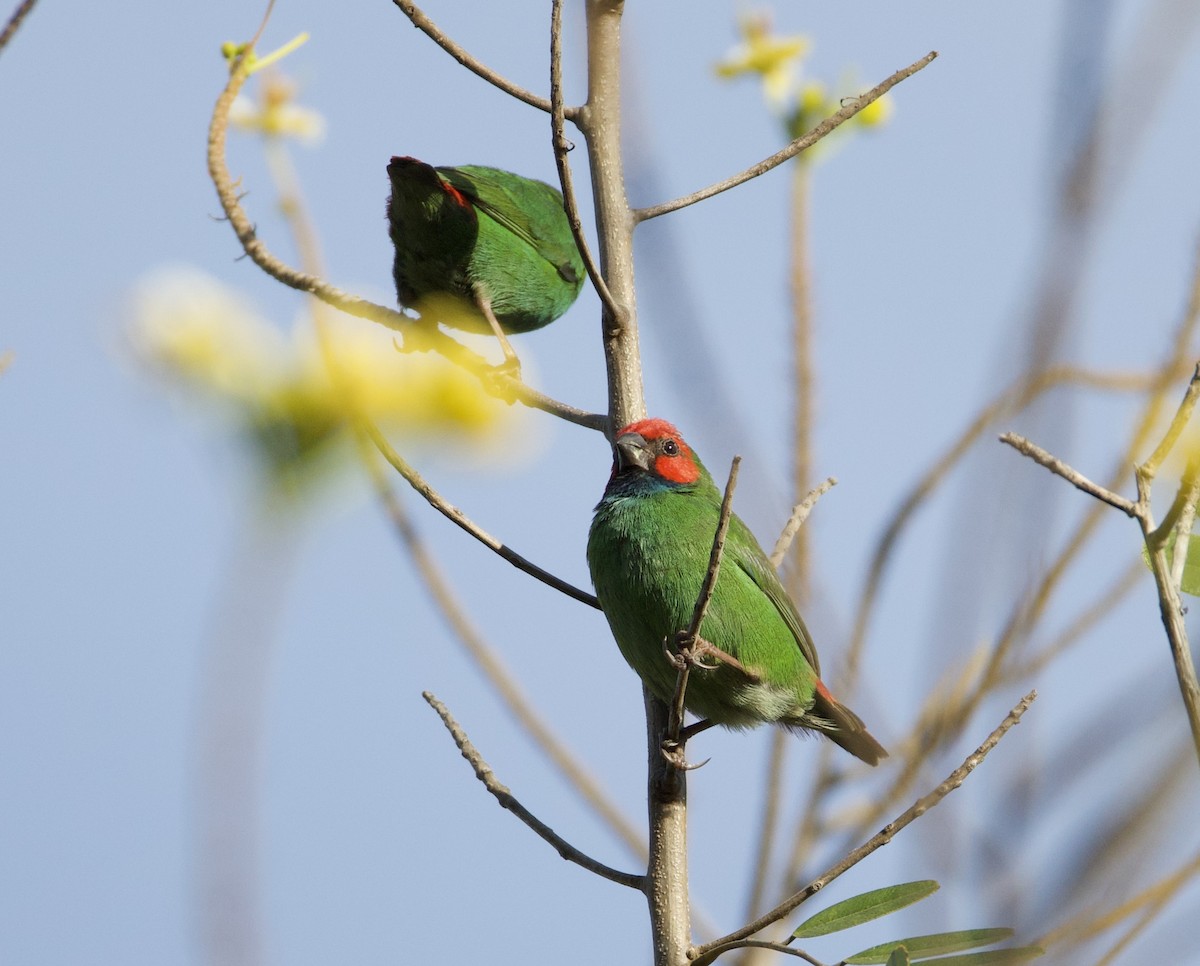 Fiji Parrotfinch - ML643611623