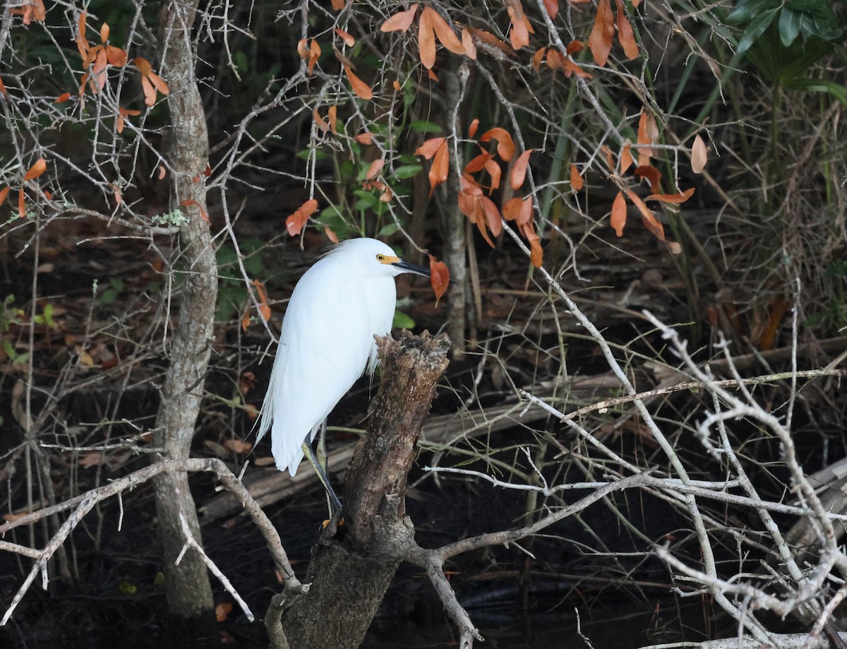 Snowy Egret - ML643611642