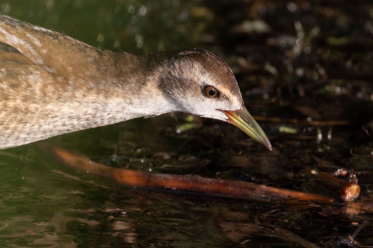 Little Crake - ML643611653