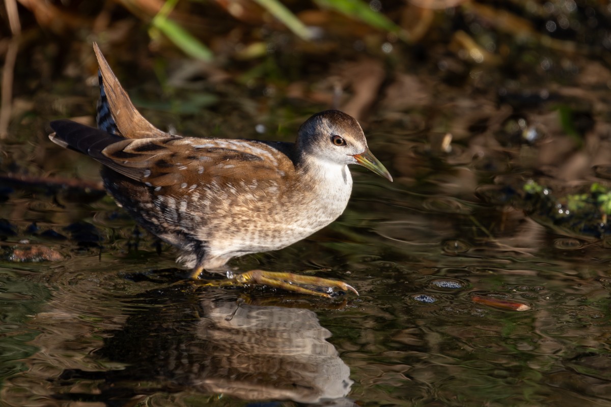 Little Crake - ML643611659