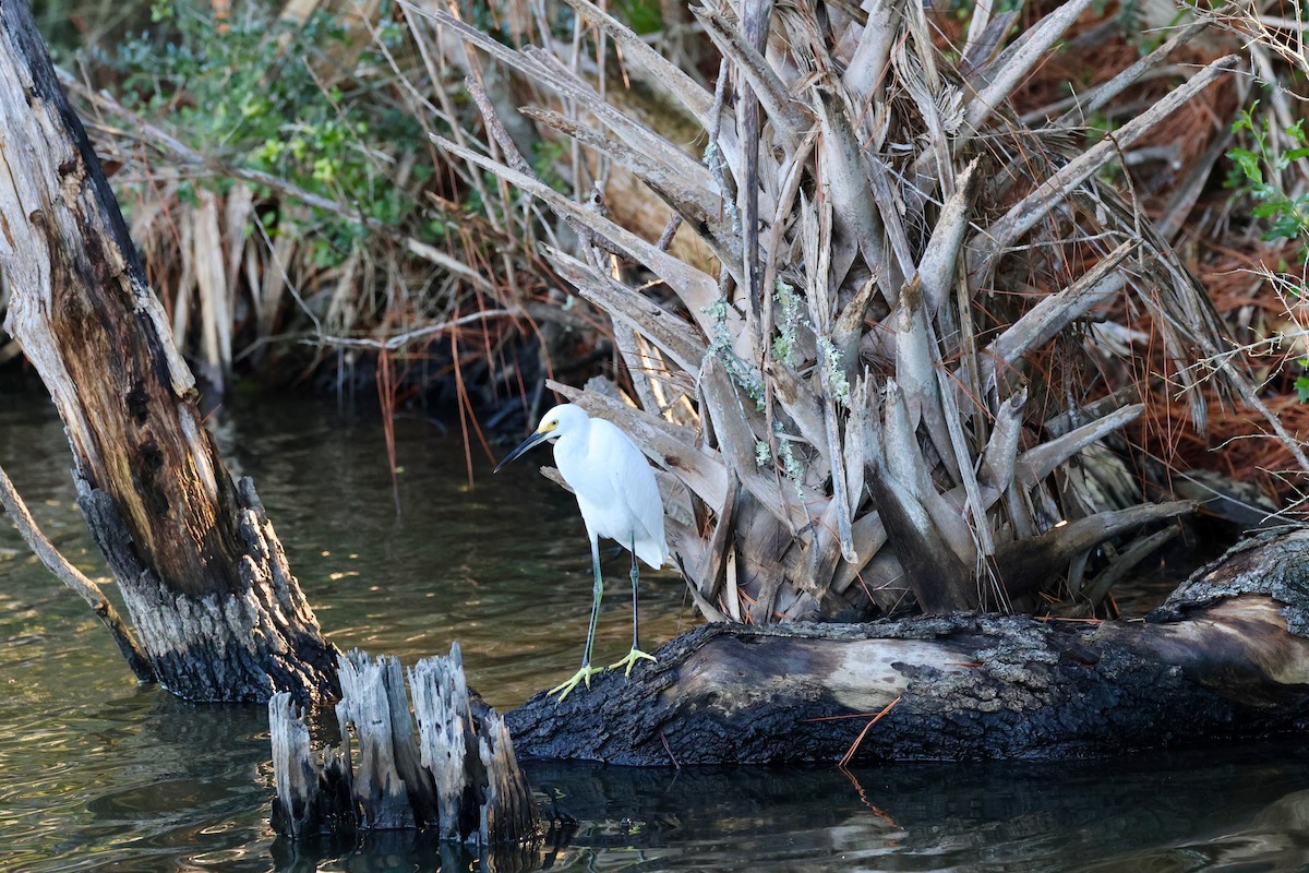 Snowy Egret - ML643611661