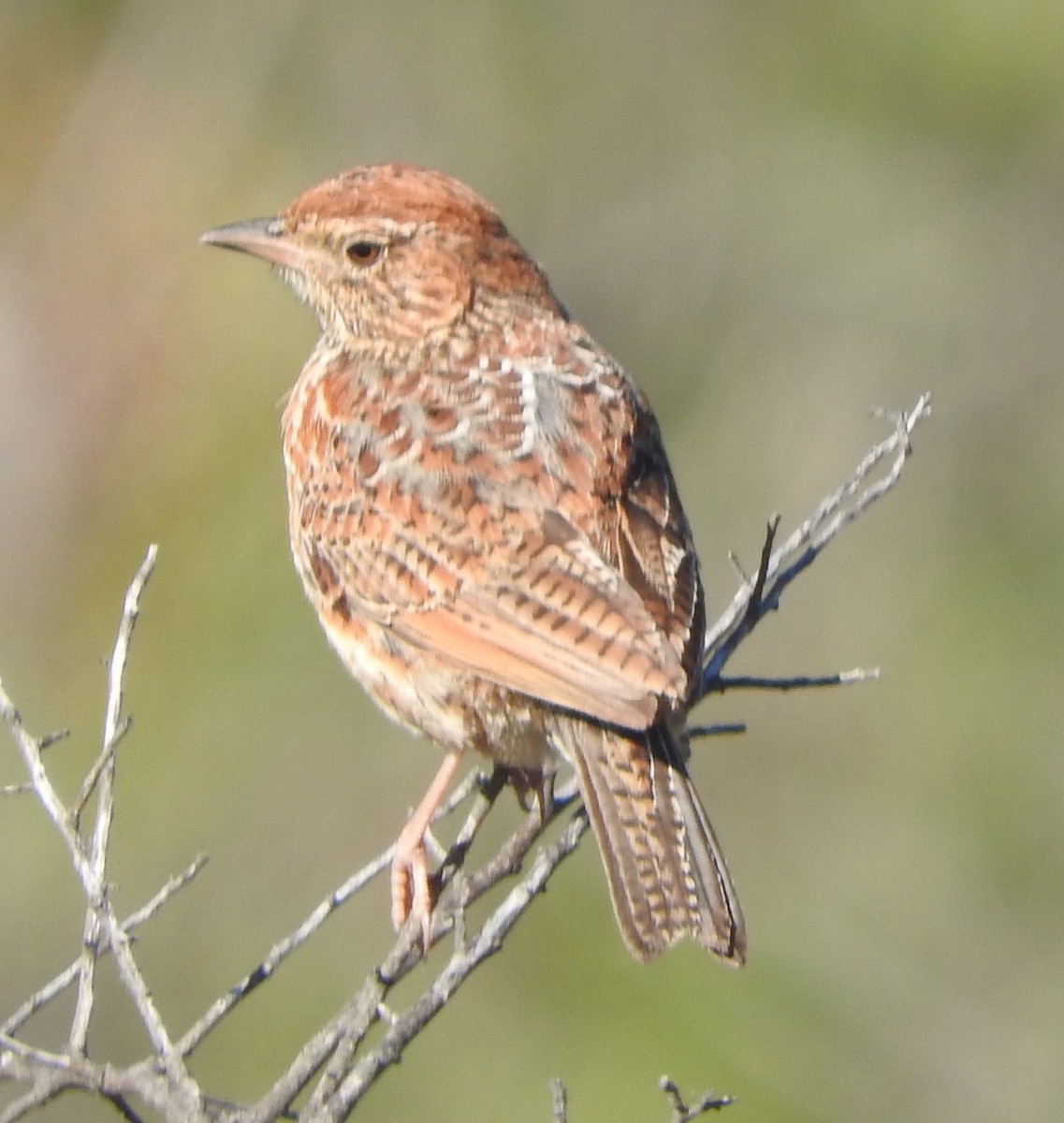 Cape Clapper Lark - ML643611663