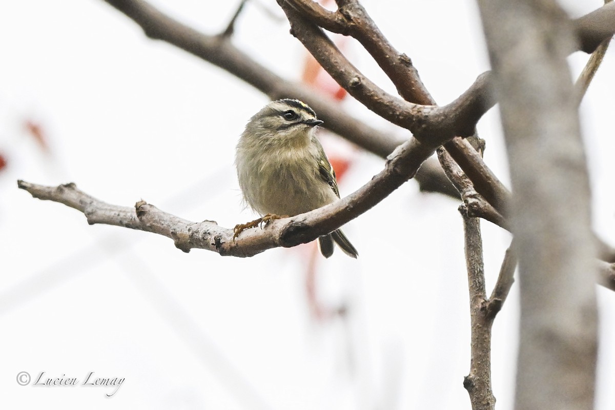 Golden-crowned Kinglet - ML643611698