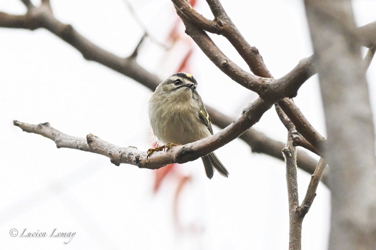 Golden-crowned Kinglet - ML643611705