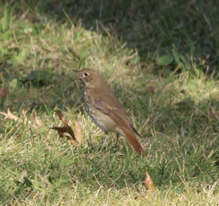 Hermit Thrush - ML643611712