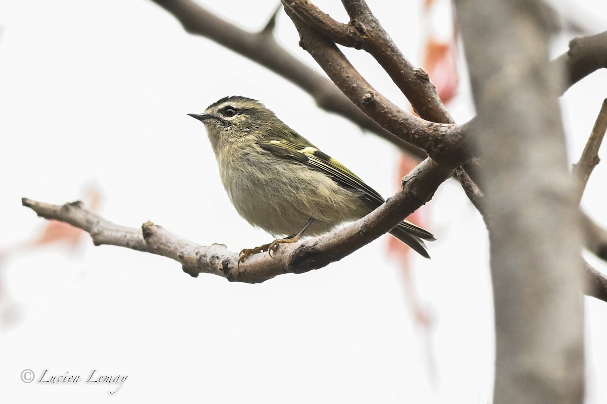 Golden-crowned Kinglet - ML643611713