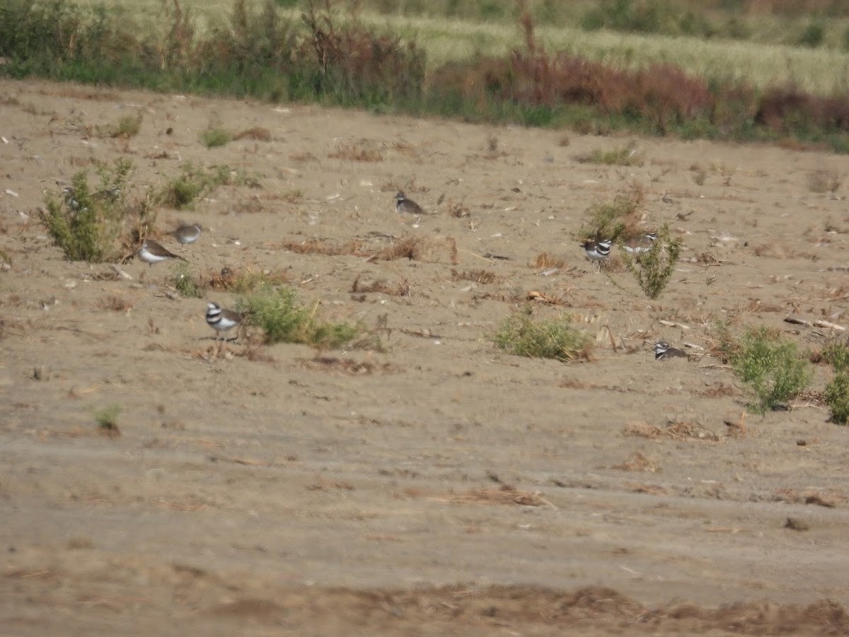 Killdeer - ML643611716